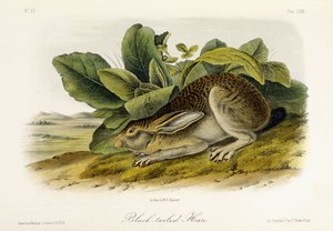 Black-tailed Hare