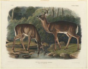 Cervus Virginianus by John Woodhouse Audubon