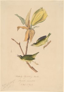 Kentucky Fly-catching Warbler by John Woodhouse Audubon