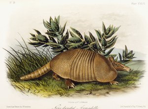 Nine-banded Armadillo