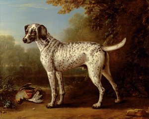 Grey Spotted Hound