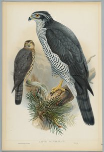 Astur Palumbarius - Goshawk, drawn by J. Wolf, engraved by H. C. Richter by John after Gould