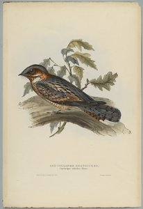 Caprimulgus Ruficollis by John after Gould