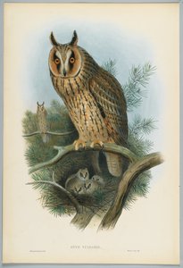 Otus Vulgaris - Long-Eared Owl, drawn by J. Wolf, engraved by H. C. Richter by John after Gould