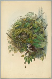 Passer Domesticus - Common House Sparrow, engraved by H. C. Richter by John after Gould