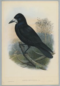 Unknown Image by John after Gould