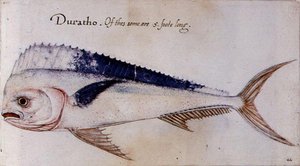 Dorado