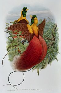Uranornis Rubra by John and Hart, William Gould