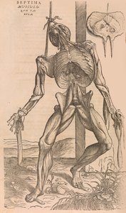 Of the Structure of the Human Body by John of Calcar