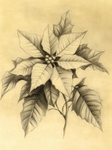 Elegant Poinsettia Drawing by Jolly and Dash