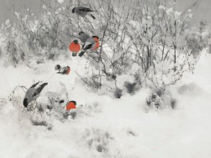 Red Bullfinches In Snow