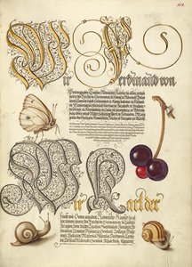 Butterfly, Sweet Cherry, and Land Snails