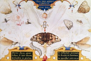Diptych with Flowers and Insects, 1591