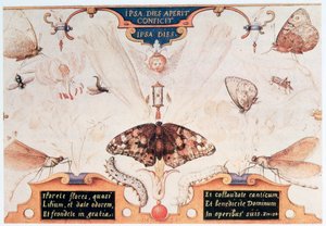 Diptych with flowers and insects by Joris Hoefnagel
