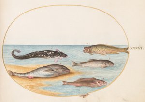 Fish, c.1575-80