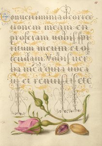 French Rose and Pistachio