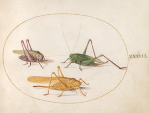 Grasshopper, c.1575-80