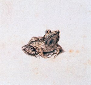 Green Frog by Joris Hoefnagel