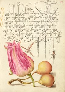 Imaginary Insect, Tulip, Spider, and Common Pear