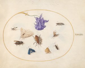 Insects, c.1575-80 by Joris Hoefnagel