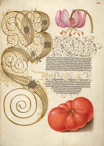 Martagon Lily and Tomato by Joris Hoefnagel