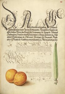 Mayfly, Apricot, and Reed Grass by Joris Hoefnagel
