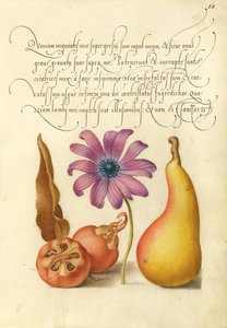 Medlar, Poppy Anemone, and Pear