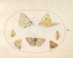 Plate 16: Black-Veined White, Clouded Yellow, Black Hairstreak (?), Geranium Argus (?), and Common Blue Butterflies with Two Chrysalides by Joris Hoefnagel