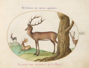 Plate 19: Four Types of Stags