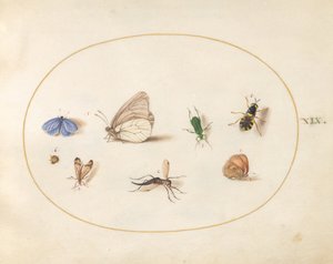 Plate 19: Two Butterflies with Five Other Insects by Joris Hoefnagel