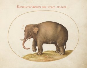 Elephant with Insects (Plate 1)