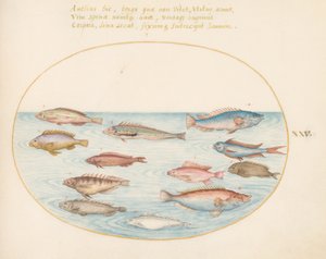 Mediterranean Rainbow Wrasse, Other Wrasse, a Swallowtail Sea Perch(?), Several 
