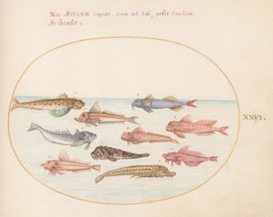 Gurnards, Dragonets, and Other Fish (Plate 26)