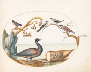 Plate 28: Barnacle Goose with Shrikes and Other Birds by Joris Hoefnagel