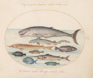 Sperm Whale, Sturgeon, Shark, and Other Fish (Plate 2)