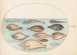 Plate 33: Sole and Other Flatfish with Bandfish by Joris Hoefnagel