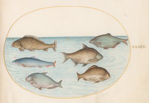 Six Fish, Including Carp (Plate 37)