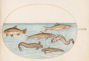 Plate 38: Burbot, Rockling, and Other Fish by Joris Hoefnagel