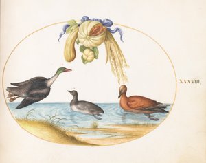 Plate 38: Merganser with Two Other Waterfowl and a Garland of Melons and Gourds by Joris Hoefnagel