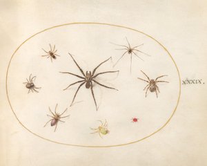 Plate 39: Eight Spiders by Joris Hoefnagel