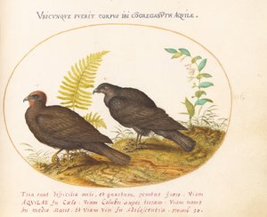 Plate 3: Two Hawks