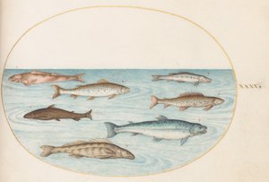 Salmon, Trout, and Freshwater Fish