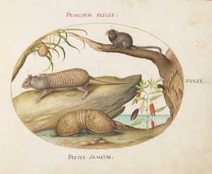 Two Types of Armadillos with a Marmoset, a Coconut Palm, and a Pepper Plant (Plate 41)