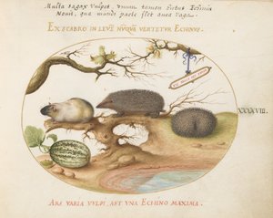 Plate 48: Guinea Pig and Hedgehogs with Melon and Cobnuts by Joris Hoefnagel