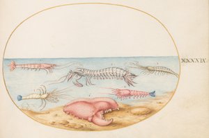 Plate 49: Mantis Shrimp and the Claw of a European Crayfish by Joris Hoefnagel