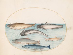 Plate 5: Three Catfish, a Salmon, and Two Other Fish by Joris Hoefnagel