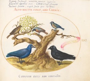 Blue Crow(?), Jackdaw, Chickadee or Tit, and Other Birds