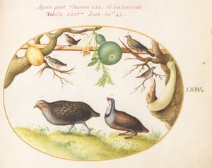 Plate 64: Two Partridges, a Wren, and Other Birds