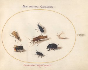 Plate 67: Seven Insects, Including a White Butterfly and a Bee by Joris Hoefnagel