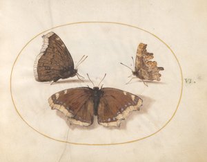 Plate 6: Two Views of a Mourning Cloak (Camberwell Beauty) Butterfly with a Comma Butterfly by Joris Hoefnagel